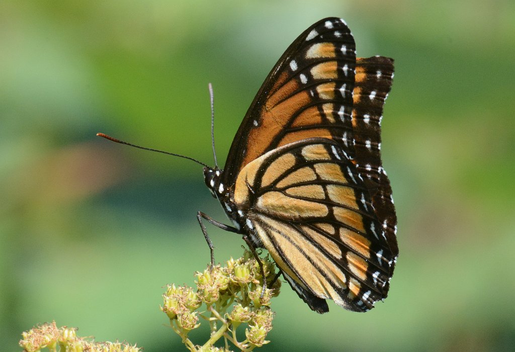 189 2013-08125927 Broad Beadow Brook, MA.JPG - Viceroy Butterfly (Leminitis archippus). Broad Meadow Brook Wildlife Sanctuary, Worcester, MA, 8-12-2013